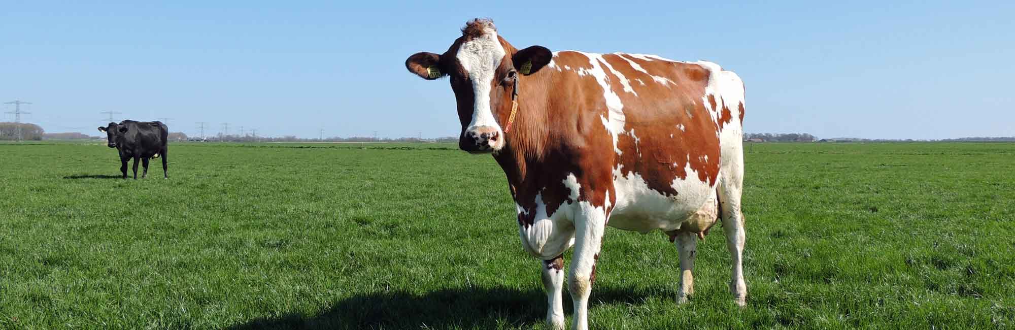 Verse zuivel, kaas, aardappelen en meer! - De Zuivelmand Blijham